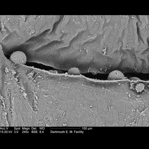  NCBI Organism:Amorphophallus titanum; Cell Components:pollen wall, ;