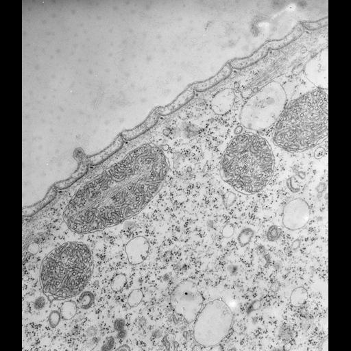  NCBI Organism:Vorticella convallaria; Cell Types:cell by organism, eukaryotic cell, , ; Cell Components:cell cortex, mitochondrial envelope, mitochondrial inner membrane, mitochondrial chromosome; Biological process:cortical cytoskeleton organization, mitochondrion organization, mitochondrion inheritance;