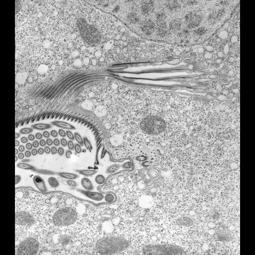  NCBI Organism:Vorticella convallaria; Cell Types:cell by organism, eukaryotic cell, , ; Cell Components:oral apparatus, food vacuole, cortical microtubule cytoskeleton; Biological process:response to food, digestive system process;