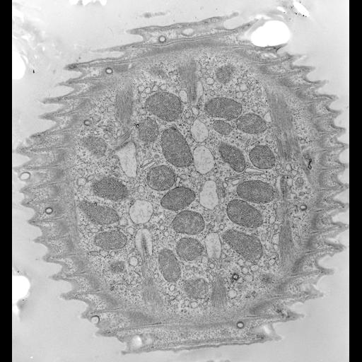  NCBI Organism:Vorticella convallaria; Cell Types:cell by organism, eukaryotic cell, , ; Cell Components:pellicle, endoplasmic reticulum, mitochondrion, cell cortex; Biological process:cortical cytoskeleton organization