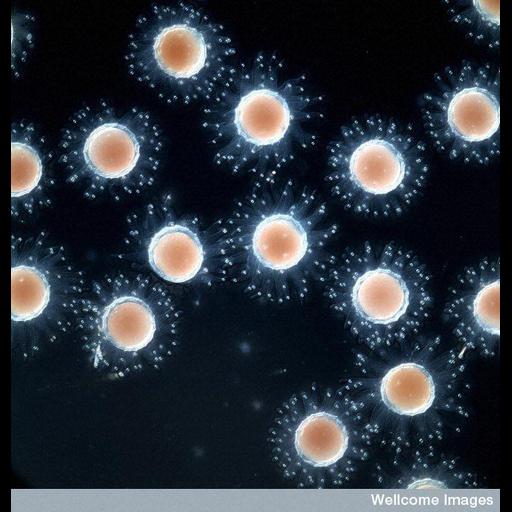  NCBI Organism:Ascidiacea; Cell Types:embryonic cell Cell Components:cell surface Biological process:embryo development