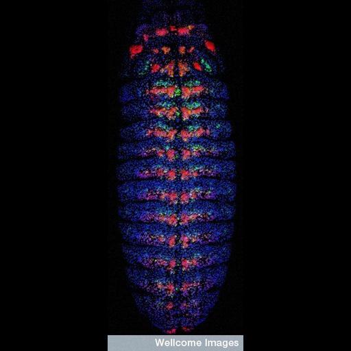  NCBI Organism:Drosophila; Cell Components:, , ; Biological process:gene expression