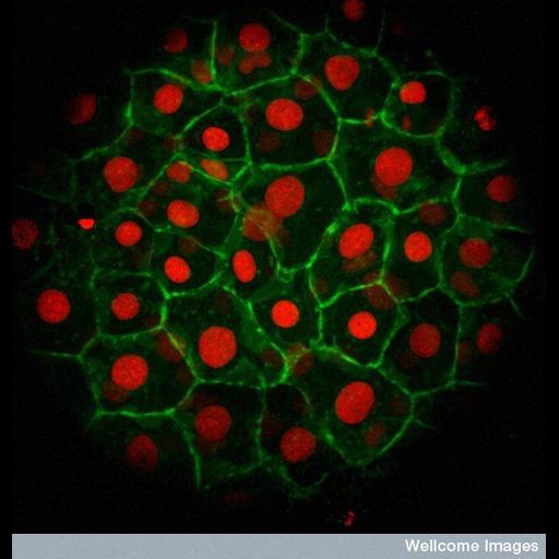  NCBI Organism:Danio rerio; Cell Types:yolk cell Cell Components:nucleus, plasma membrane;