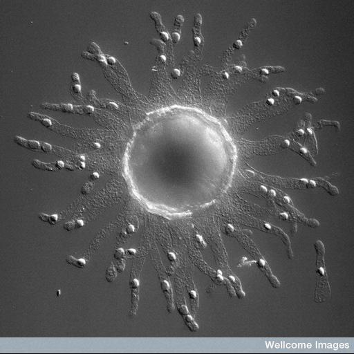  NCBI Organism:Ascidiacea; Cell Types:embryonic cell Cell Components:cell surface Biological process:embryo development