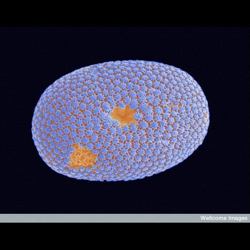  NCBI Organism:Bacillariophyta; Cell Components:cell wall, ;