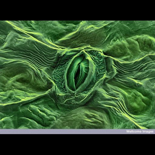  NCBI Organism:Tanacetum parthenium; Cell Types:parenchymal cell, epidermal cell; Biological process:respiratory gaseous exchange