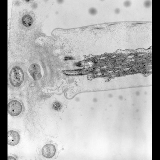  NCBI Organism:Vorticella convallaria; Cell Types:cell by organism, eukaryotic cell, , ; Cell Components:myofibril, ; Biological process:muscle system process