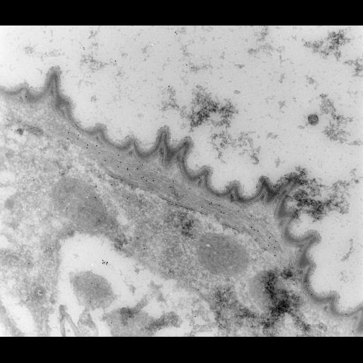  NCBI Organism:Vorticella convallaria; Cell Types:cell by organism, eukaryotic cell, , ; Cell Components:cell cortex, plasma membrane, myofibril; Biological process:regulation of myofibril size, plasma membrane organization, ;