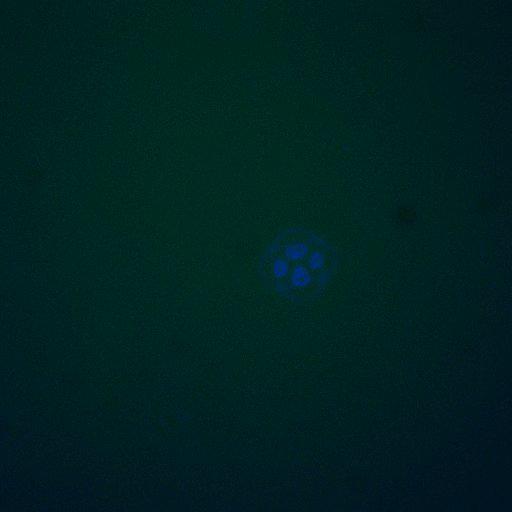  NCBI Organism:Saccharomyces cerevisiae; Cell Components:, cyclin-dependent protein kinase holoenzyme complex; Biological process:regulation of cyclin-dependent protein kinase activity, re-entry into mitotic cell cycle after pheromone arrest;