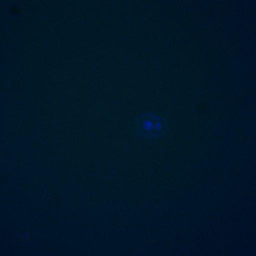  NCBI Organism:Saccharomyces cerevisiae; Biological process:regulation of cell cycle, establishment of protein localization;