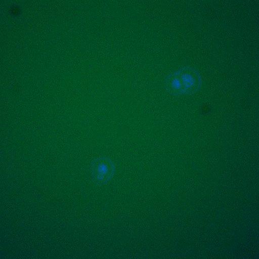  NCBI Organism:Saccharomyces cerevisiae; Biological process:regulation of cell cycle, establishment of protein localization;