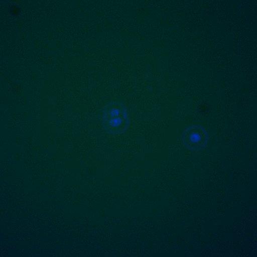  NCBI Organism:Saccharomyces cerevisiae; Biological process:regulation of cell cycle, establishment of protein localization;