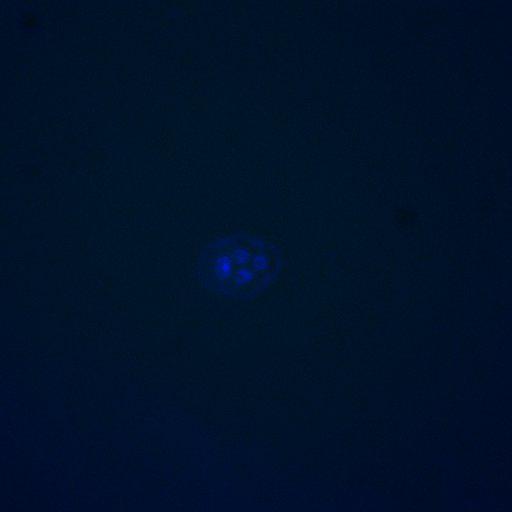  NCBI Organism:Saccharomyces cerevisiae; Cell Components:, mitotic checkpoint complex, nuclear pore; Biological process:chromosome decondensation, mitotic cell cycle G2/M transition decatenation checkpoint, mitotic cell cycle spindle assembly checkpoint;