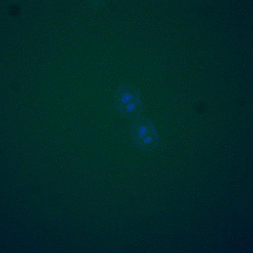  NCBI Organism:Saccharomyces cerevisiae; Biological process:, establishment of protein localization;