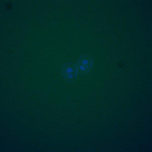  NCBI Organism:Saccharomyces cerevisiae; Biological process:, establishment of protein localization;