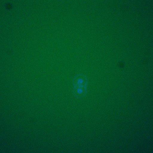  NCBI Organism:Saccharomyces cerevisiae; Biological process:, establishment of protein localization;