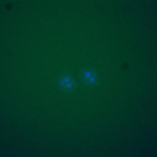  NCBI Organism:Saccharomyces cerevisiae; Biological process:, establishment of protein localization;