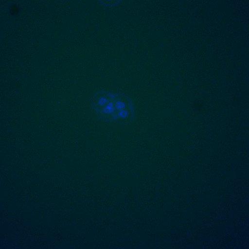  NCBI Organism:Saccharomyces cerevisiae; Biological process:, establishment of protein localization;