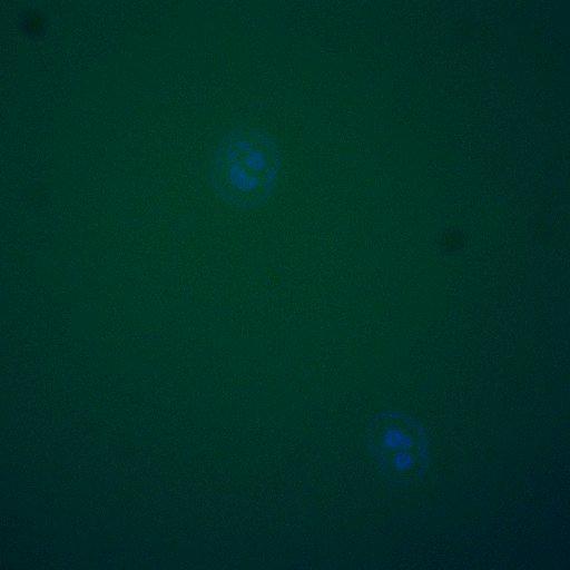  NCBI Organism:Saccharomyces cerevisiae; Cell Components:, spindle pole body, spindle, cellular bud neck; Biological process:G2/M transition of mitotic cell cycle, positive regulation of spindle pole body separation, regulation of cyclin-dependent protein kinase activity;