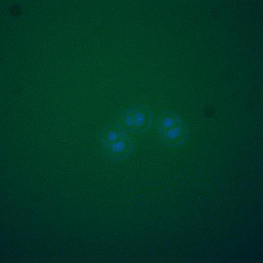  NCBI Organism:Saccharomyces cerevisiae; Cell Components:, nuclear chromatin, nucleus; Biological process:arginine metabolic process, cell cycle, regulation of transcription, DNA-dependent, transcription, DNA-dependent, DNA-dependent DNA replication initiation, regulation of transcription from RNA polymerase II promoter;