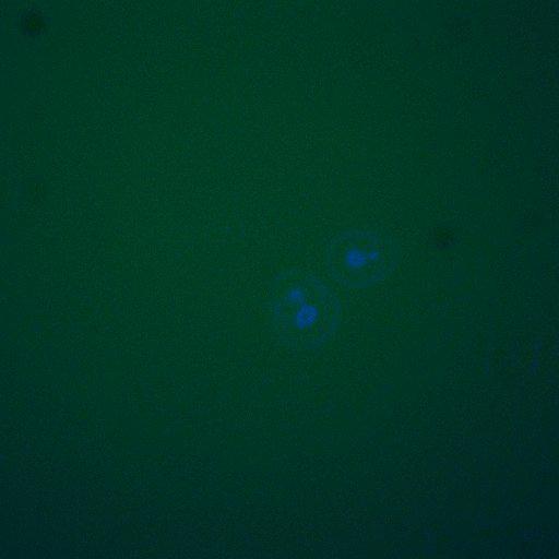  NCBI Organism:Saccharomyces cerevisiae; Cell Components:, cellular bud; Biological process:mitotic cell cycle spindle orientation checkpoint, regulation of exit from mitosis, vesicle-mediated transport;