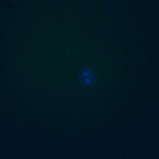  NCBI Organism:Saccharomyces cerevisiae; Cell Components:, cellular bud; Biological process:mitotic cell cycle spindle orientation checkpoint, regulation of exit from mitosis, vesicle-mediated transport;