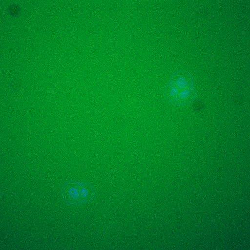  NCBI Organism:Saccharomyces cerevisiae; Cell Components:, nucleus, cytoplasm; Biological process:cell cycle, regulation of transcription, DNA-dependent, regulation of transcription involved in G1 phase of mitotic cell cycle;