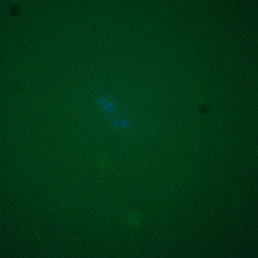  NCBI Organism:Saccharomyces cerevisiae; Cell Components:, spindle pole body; Biological process:regulation of exit from mitosis, cell cycle, cell division, mitosis, small GTPase mediated signal transduction;