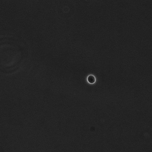  NCBI Organism:Saccharomyces cerevisiae; Cell Components:cell surface Biological process:cell cycle checkpoint, cell budding, regulation of cell budding;