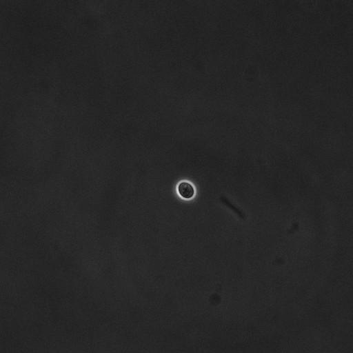  NCBI Organism:Saccharomyces cerevisiae; Cell Components:cell surface Biological process:cell cycle checkpoint, cell budding, regulation of cell budding;