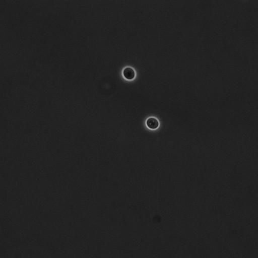  NCBI Organism:Saccharomyces cerevisiae; Cell Components:cell surface Biological process:cell cycle checkpoint, cell budding, regulation of cell budding;