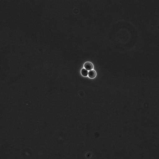  NCBI Organism:Saccharomyces cerevisiae; Cell Components:cell surface Biological process:cell cycle checkpoint, cell budding, regulation of cell budding;