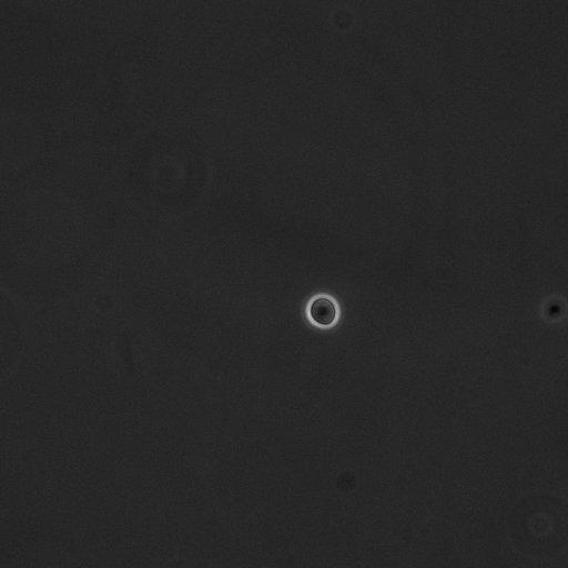  NCBI Organism:Saccharomyces cerevisiae; Cell Components:cell surface Biological process:cell cycle checkpoint, cell budding, regulation of cell budding;