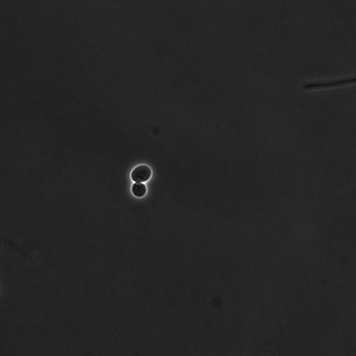  NCBI Organism:Saccharomyces cerevisiae; Cell Components:cell surface Biological process:cell cycle checkpoint, cell budding, regulation of cell budding;