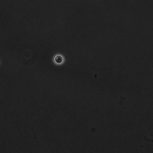  NCBI Organism:Saccharomyces cerevisiae; Cell Components:cell surface Biological process:cell cycle checkpoint, cell budding, regulation of cell budding;