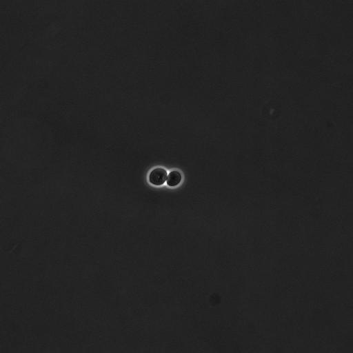  NCBI Organism:Saccharomyces cerevisiae; Cell Components:cell surface Biological process:cell cycle checkpoint, cell budding, regulation of cell budding;