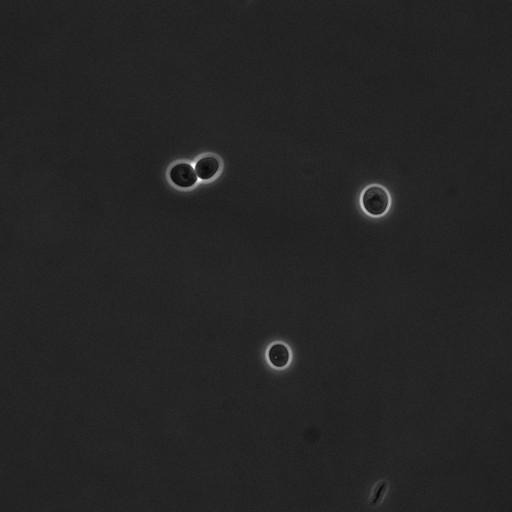  NCBI Organism:Saccharomyces cerevisiae; Cell Components:cell surface Biological process:cell cycle checkpoint, cell budding, regulation of cell budding;