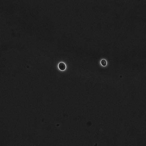  NCBI Organism:Saccharomyces cerevisiae; Cell Components:cell surface Biological process:cell cycle checkpoint, cell budding, regulation of cell budding;