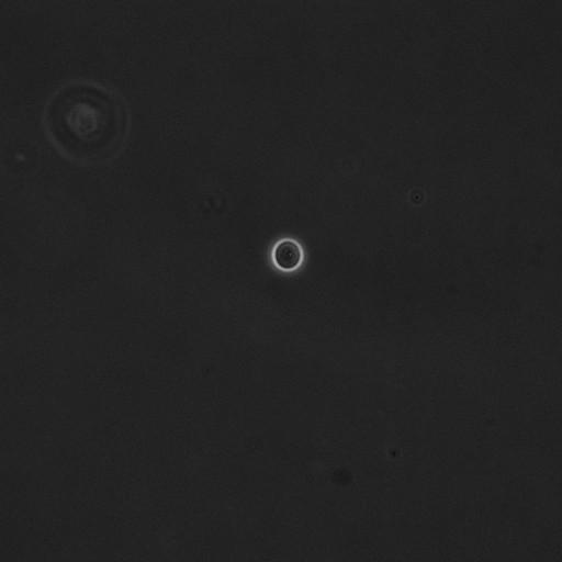  NCBI Organism:Saccharomyces cerevisiae; Cell Components:cell surface Biological process:cell cycle checkpoint, cell budding, regulation of cell budding;