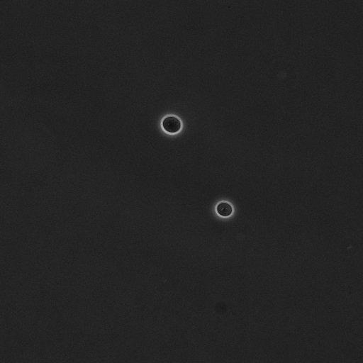  NCBI Organism:Saccharomyces cerevisiae; Cell Components:cell surface Biological process:cell cycle checkpoint, cell budding, regulation of cell budding;