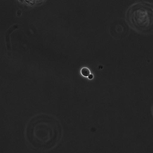  NCBI Organism:Saccharomyces cerevisiae; Cell Components:cell surface Biological process:cell cycle checkpoint, cell budding, regulation of cell budding;