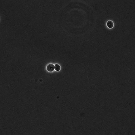  NCBI Organism:Saccharomyces cerevisiae; Cell Components:cell surface Biological process:cell cycle checkpoint, cell budding, regulation of cell budding;