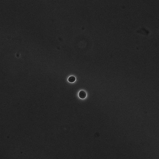  NCBI Organism:Saccharomyces cerevisiae; Cell Components:cell surface Biological process:cell cycle checkpoint, cell budding, regulation of cell budding;