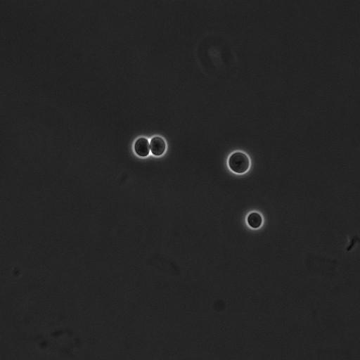  NCBI Organism:Saccharomyces cerevisiae; Cell Components:cell surface Biological process:cell cycle checkpoint, cell budding, regulation of cell budding;