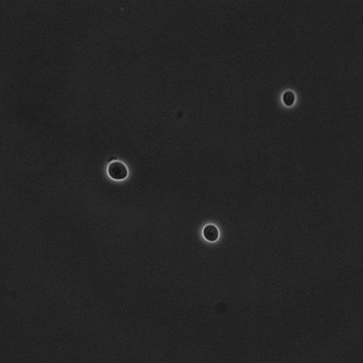  NCBI Organism:Saccharomyces cerevisiae; Cell Components:cell surface Biological process:cell cycle checkpoint, cell budding, regulation of cell budding;