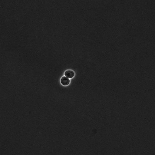  NCBI Organism:Saccharomyces cerevisiae; Cell Components:cell surface Biological process:cell cycle checkpoint, cell budding, regulation of cell budding;