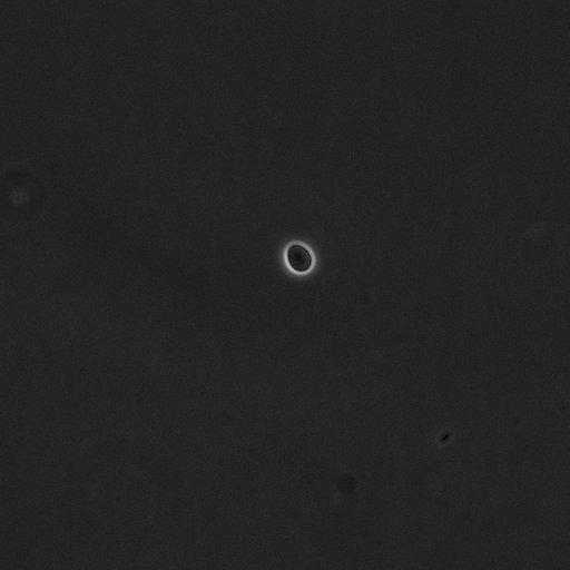  NCBI Organism:Saccharomyces cerevisiae; Cell Components:cell surface Biological process:cell cycle checkpoint, cell budding, regulation of cell budding;