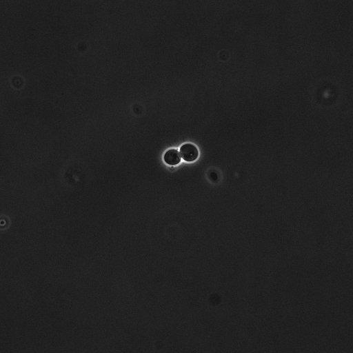  NCBI Organism:Saccharomyces cerevisiae; Cell Components:cell surface Biological process:cell cycle checkpoint, cell budding, regulation of cell budding, ;