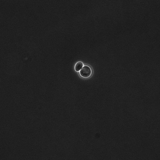  NCBI Organism:Saccharomyces cerevisiae; Cell Components:cell surface Biological process:cell cycle checkpoint, cell budding, regulation of cell budding, ;