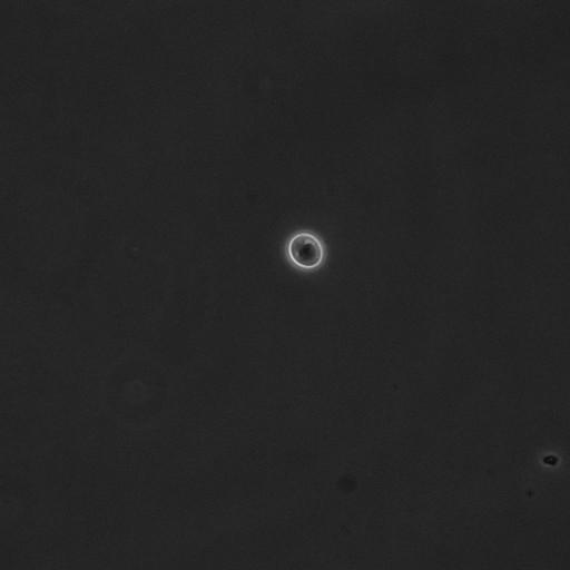  NCBI Organism:Saccharomyces cerevisiae; Cell Components:cell surface Biological process:cell cycle checkpoint, cell budding, regulation of cell budding, ;